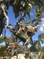 Eucalyptus tereticornis