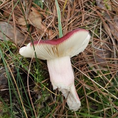 Russula sanguinea