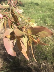 Eucalyptus tereticornis