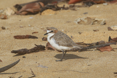 Charadrius ruficapillus