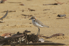 Charadrius ruficapillus