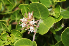 Cynanchum africanum