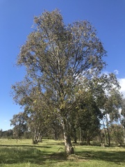 Eucalyptus tereticornis