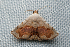 Eublemma pectorora