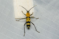 Chlorophorus mjoebergii