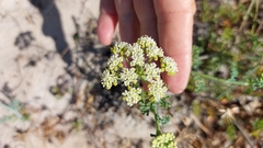 Dasispermum suffruticosum