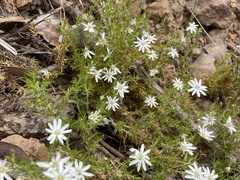 Stellaria pungens