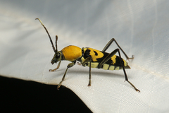 Chlorophorus mjoebergii