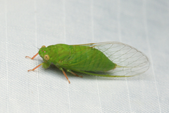 Guineapsaltria flava