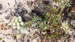 Dasispermum suffruticosum