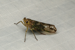 Cixiidae