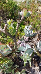 Cotyledon orbiculata