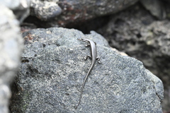 Emoia atrocostata