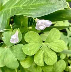 Oxalis incarnata