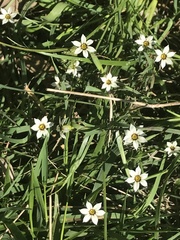 Sisyrinchium micranthum