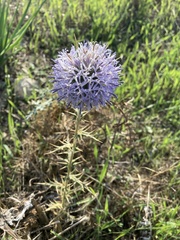 Echinops spinosissimus