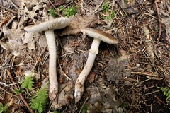 Amanita rubescens annulosulphurea