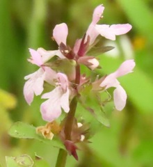 Stachys floridana