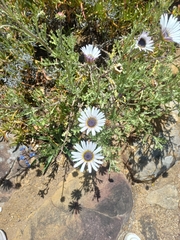 Arctotis stoechadifolia