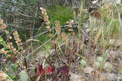 Rumex cordatus
