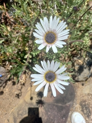 Arctotis stoechadifolia