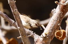Prinia flavicans