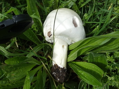 Agaricaceae