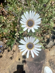 Arctotis stoechadifolia