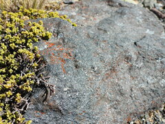Pimelea microphylla
