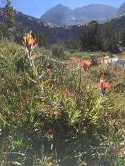 Castilleja peirsonii