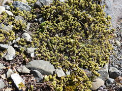 Pimelea microphylla