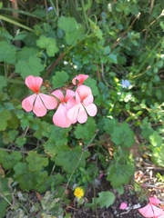 Pelargonium