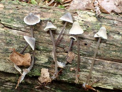 Mycena flavescens