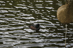 Aythya novaeseelandiae