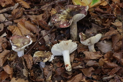 Russula olivacea