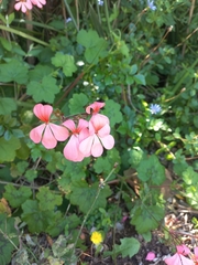 Pelargonium