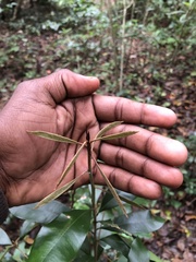 Englerophytum natalense