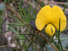 Gompholobium grandiflorum