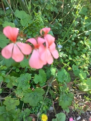 Pelargonium