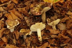 Russula olivacea
