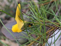 Gompholobium grandiflorum