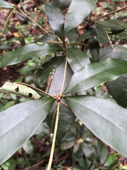 Englerophytum natalense