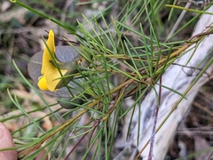 Gompholobium grandiflorum