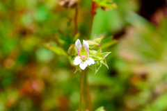 Pelargonium grossularioides