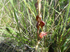 Pterostylis boormanii