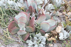 Cotyledon