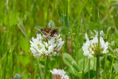 Taractrocera papyria