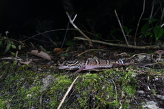 Goniurosaurus liboensis