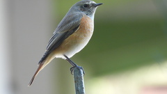Phoenicurus phoenicurus