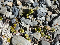 Veronica hookeriana